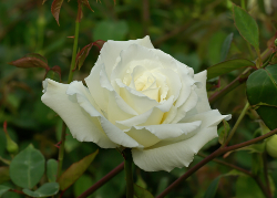 Błazen Nadworny - Biała róża